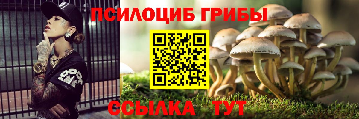 Псилоцибиновые грибы Psilocybe Лесозаводск